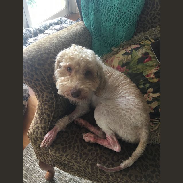 Photo of Murphy The Mini Poodle