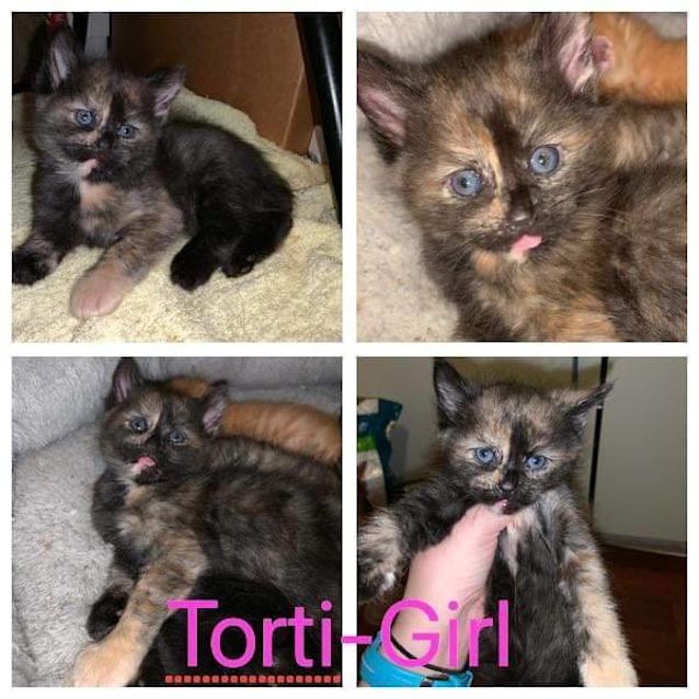 Photo of Torti Female