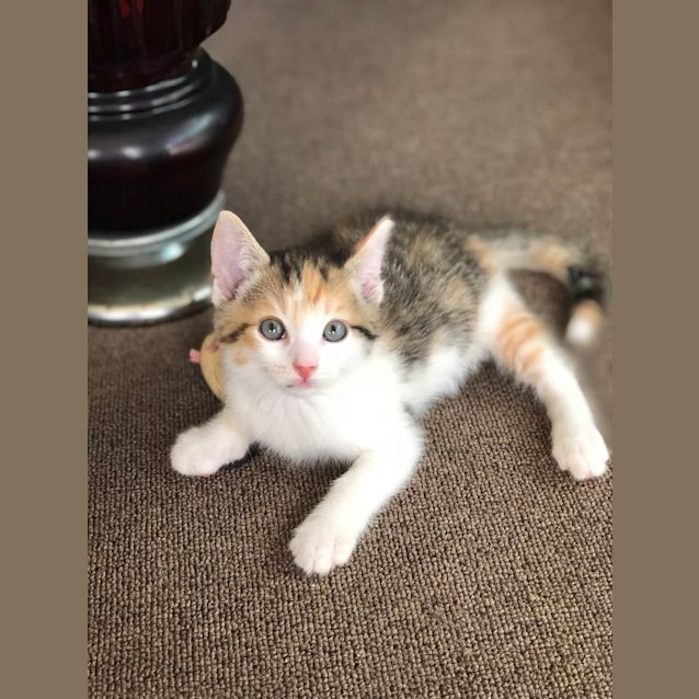 Photo of Cali
