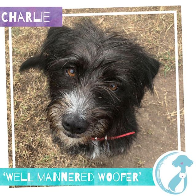 Photo of Charlie