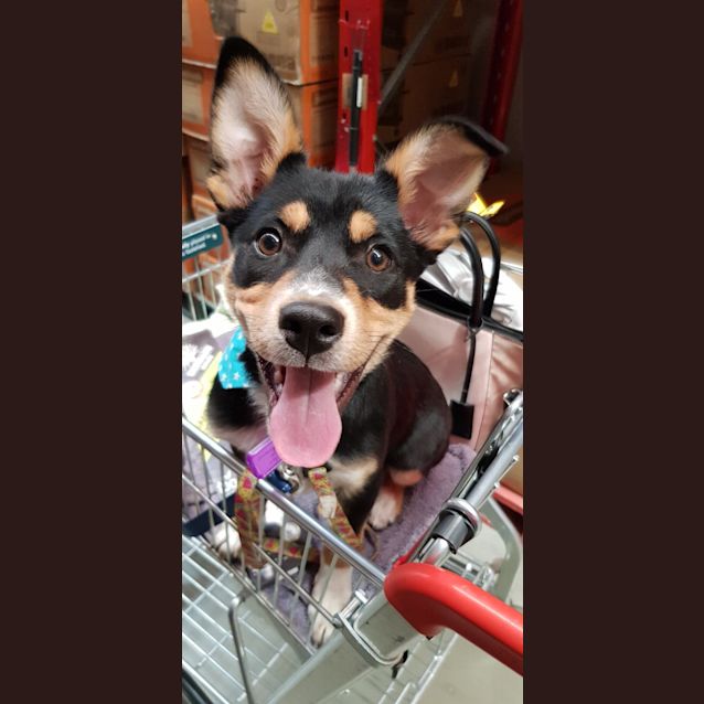 Photo of Rosie  ** On Trial **