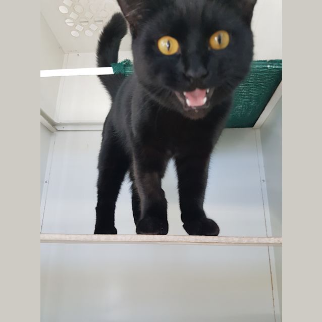 Photo of Apollo