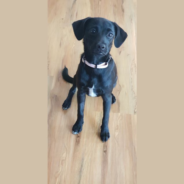 Photo of Taco 