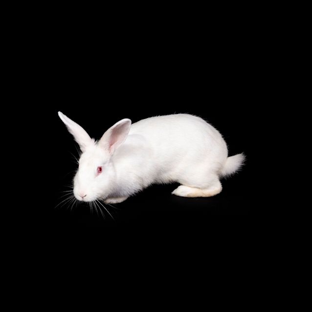 Photo of Elsa