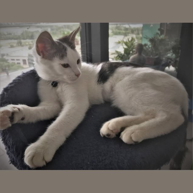 Photo of Remy