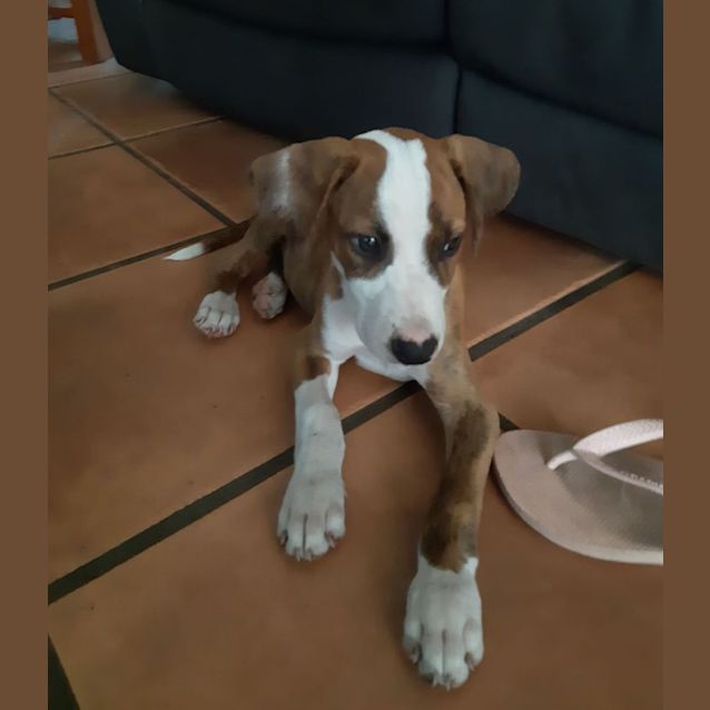 Photo of Trooper 