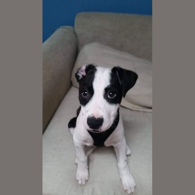 Photo of Nalla