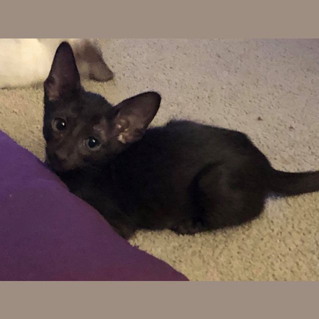 Photo of **On Trial** Benny