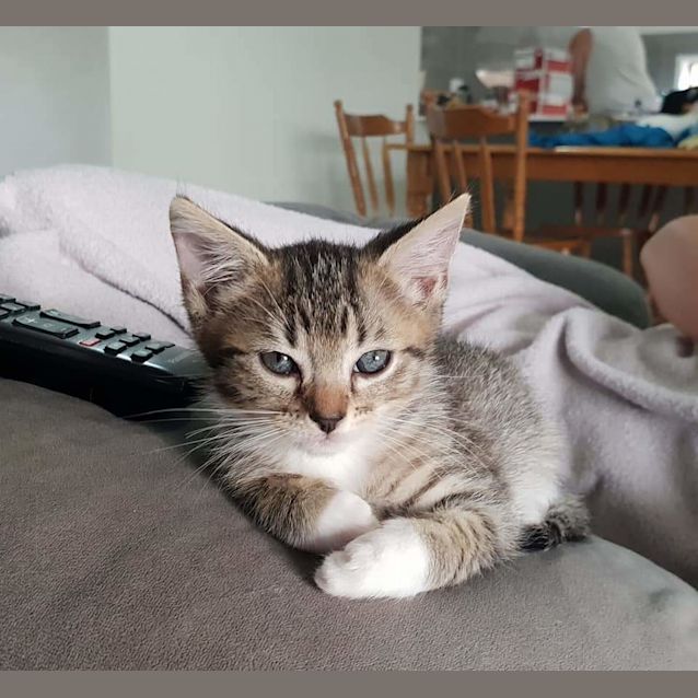 Photo of Teacup 