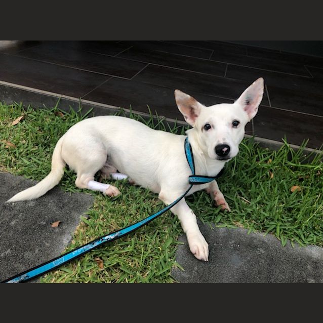 Photo of Echo