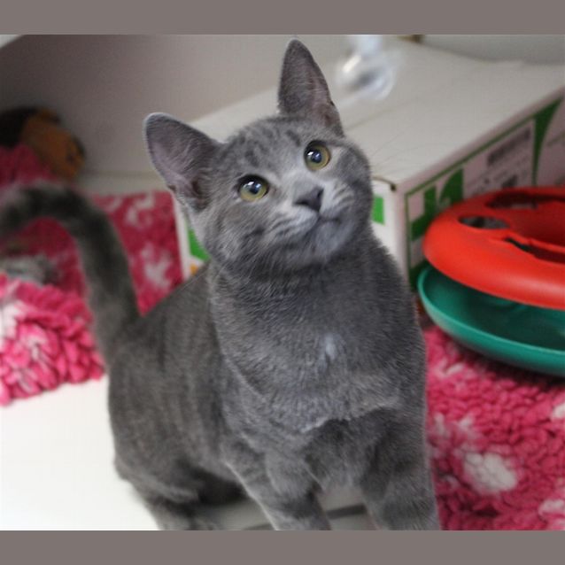 Photo of Petunia