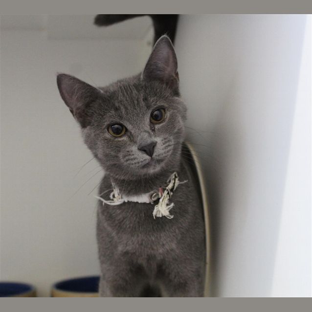 Photo of Pearl