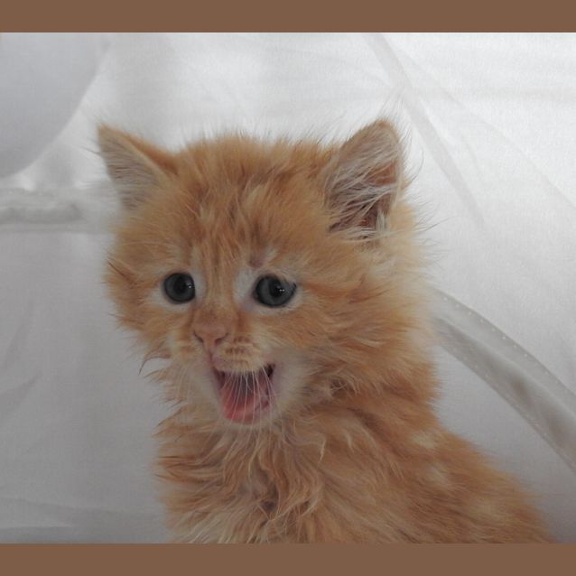 Photo of Waffles