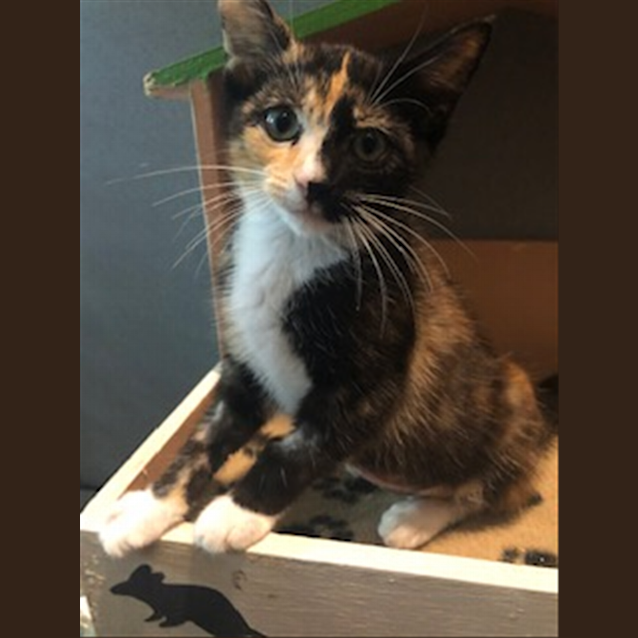 Photo of Blossom