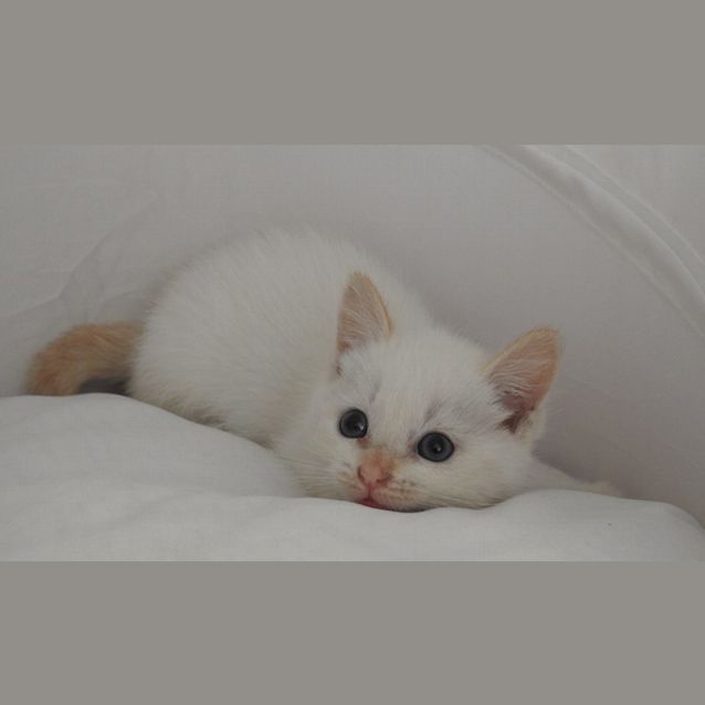 Photo of Miracle