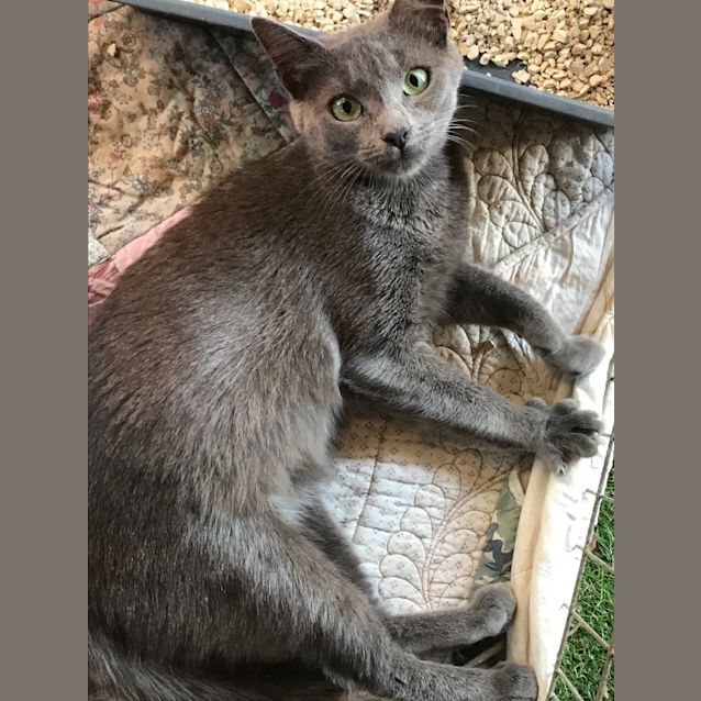 Photo of Sapphire