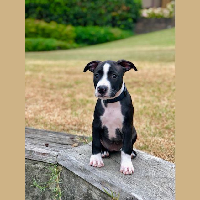 Photo of Zaire