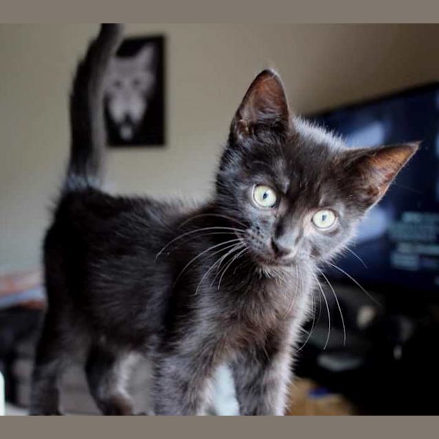 Photo of Alucard **2nd Chance Cat Rescue**