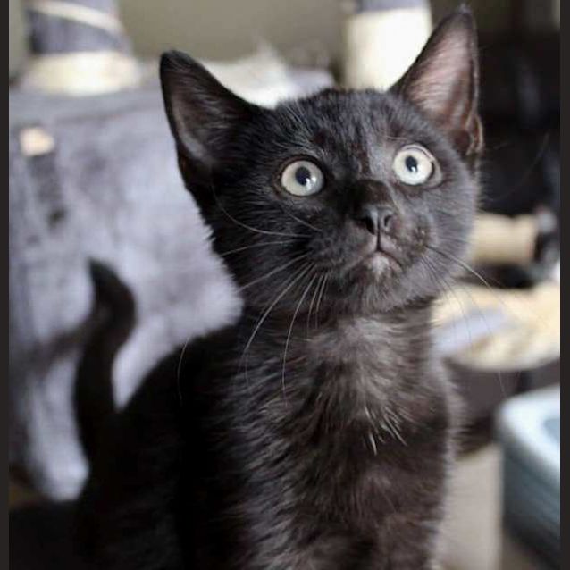Photo of Diablo **2nd Chance Cat Rescue**