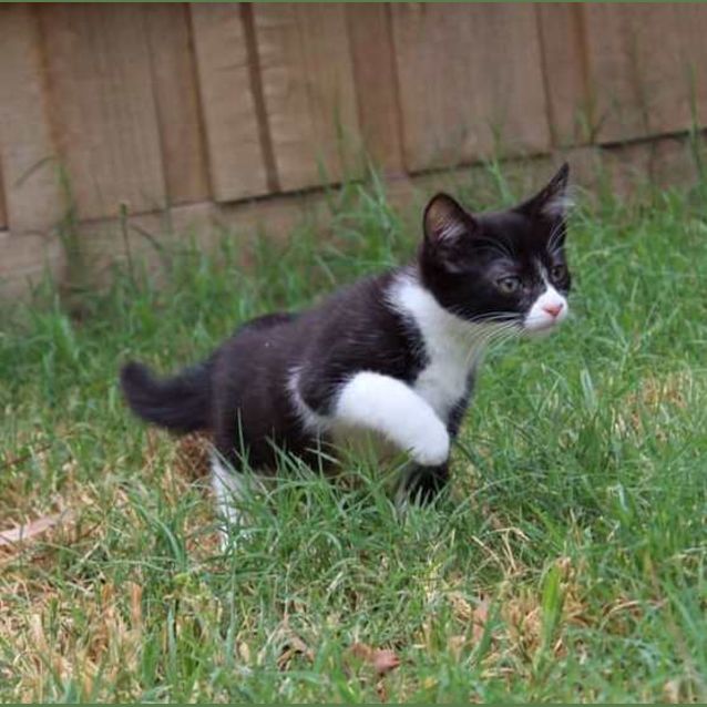 Photo of Peppermint **2nd Chance Cat Rescue**