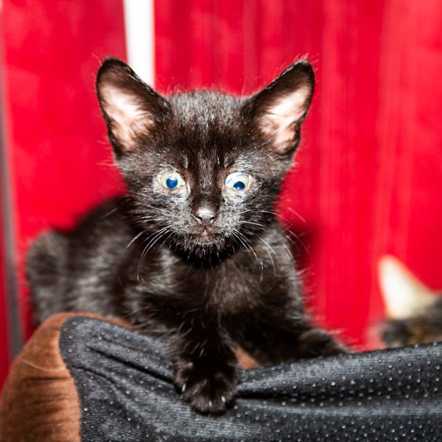 Photo of Moon ~ Kitten (On Trial 4/4/19)