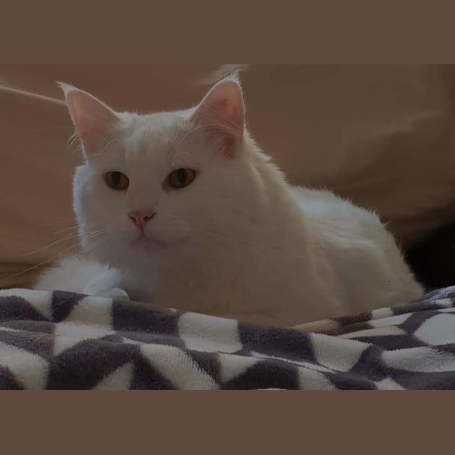 Photo of Muppet And Cotton 