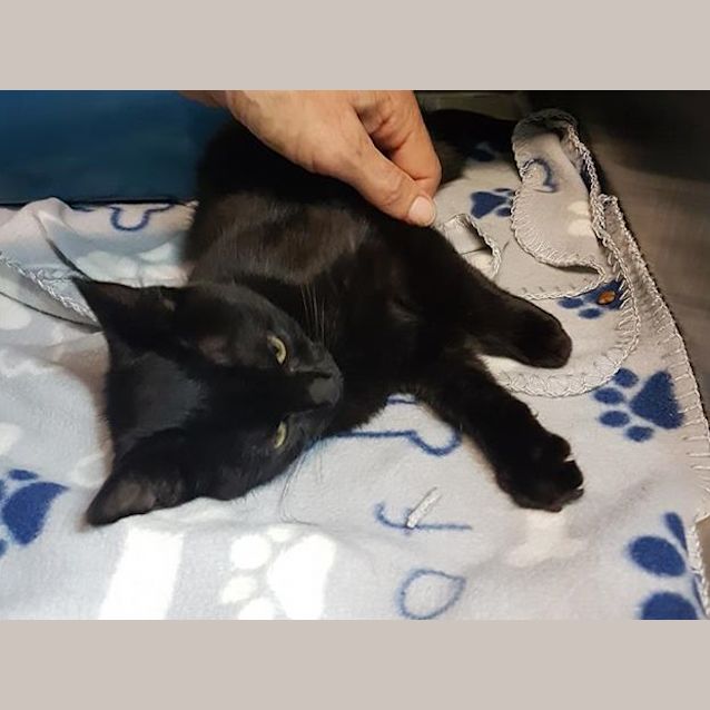 Photo of Zimba   Special Home Needed