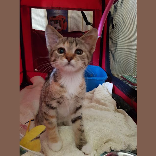 Photo of Chevy