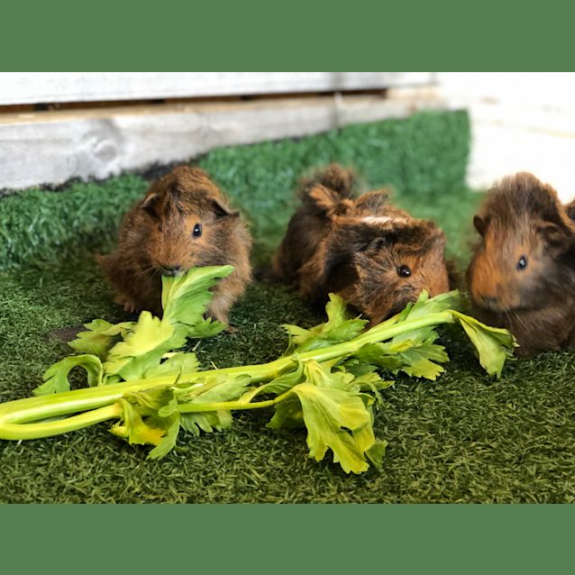 Photo of Baby Guinea Pigs