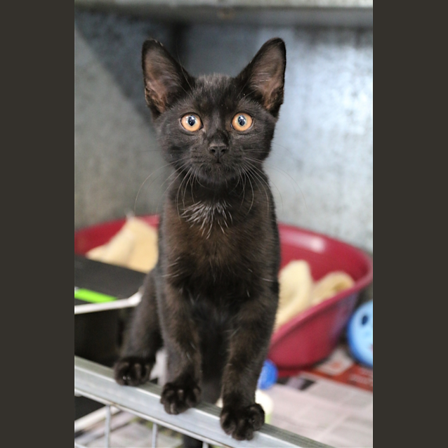 Photo of Oliver