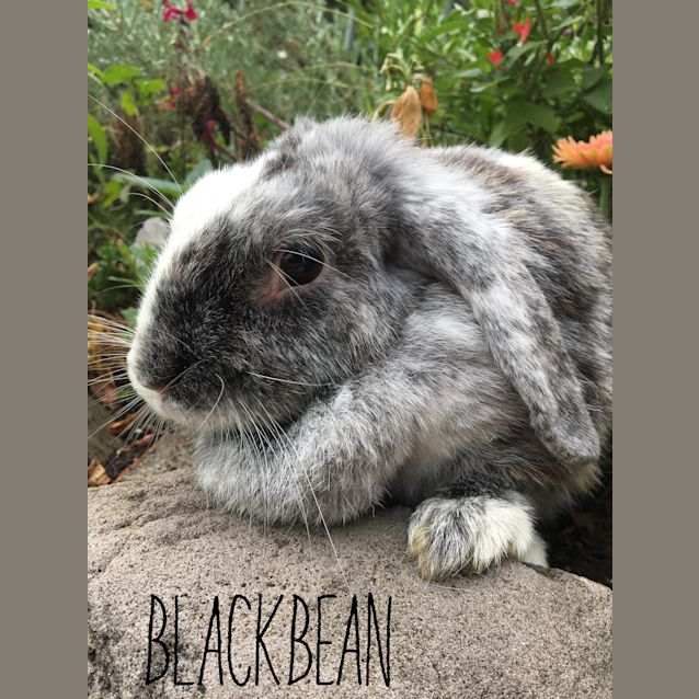 Photo of Blackbean