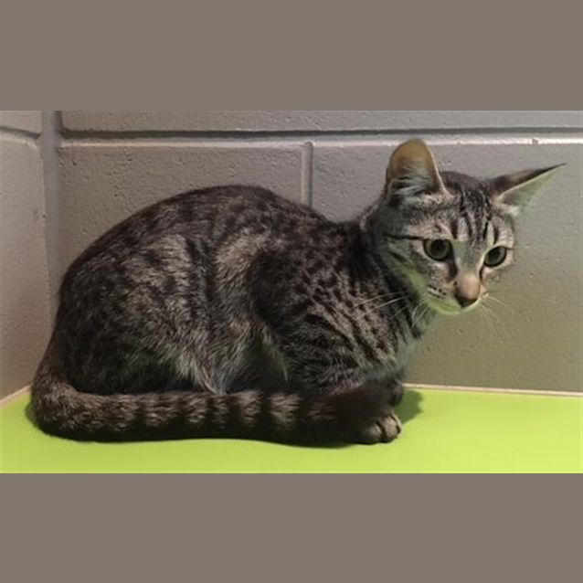 Photo of Zira