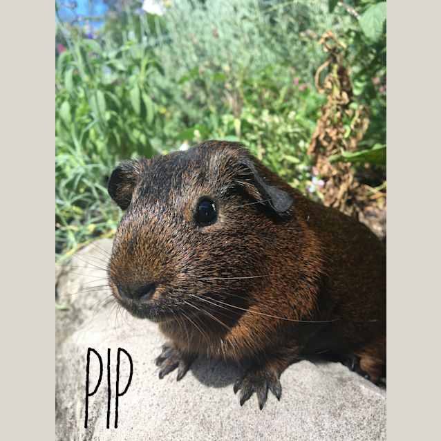 Photo of Pip