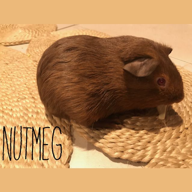 Photo of Nutmeg