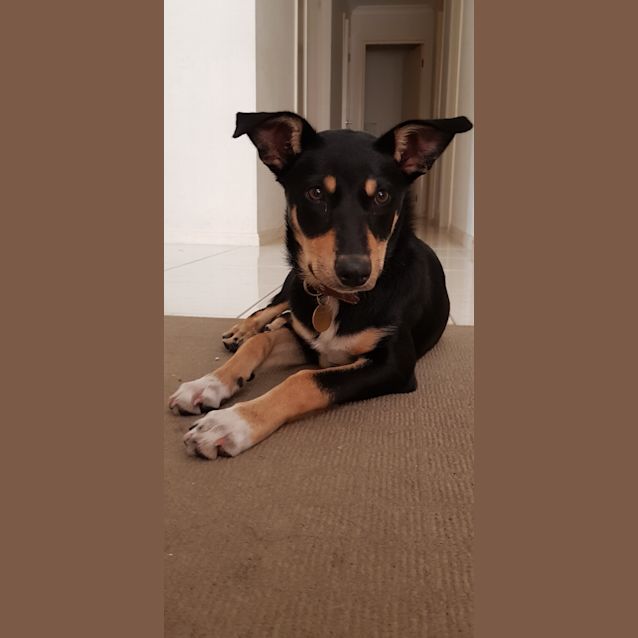 Photo of Jira   Cat, Dog And Child Friendly