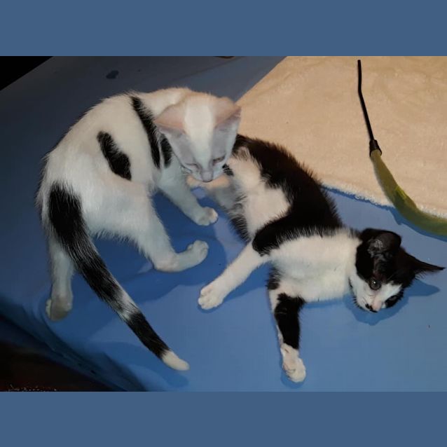 Photo of Dom   Purrfect Match Cat Adoptions 