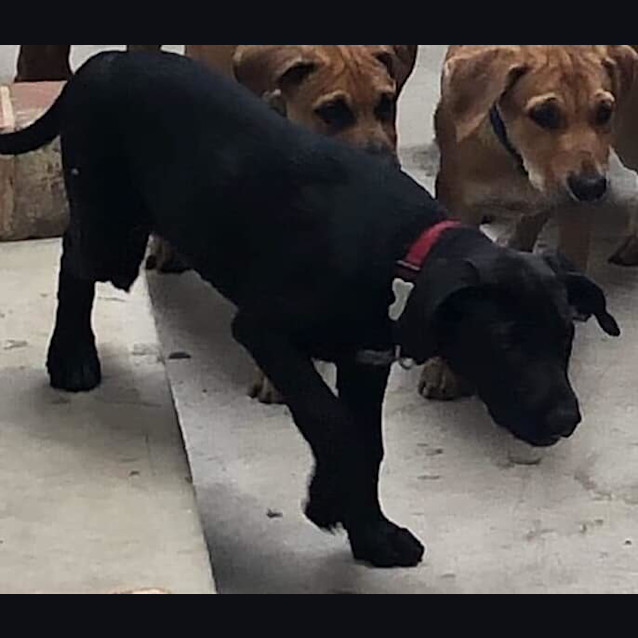Photo of Spot