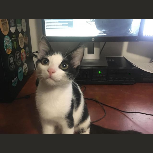 Photo of Pumpkin