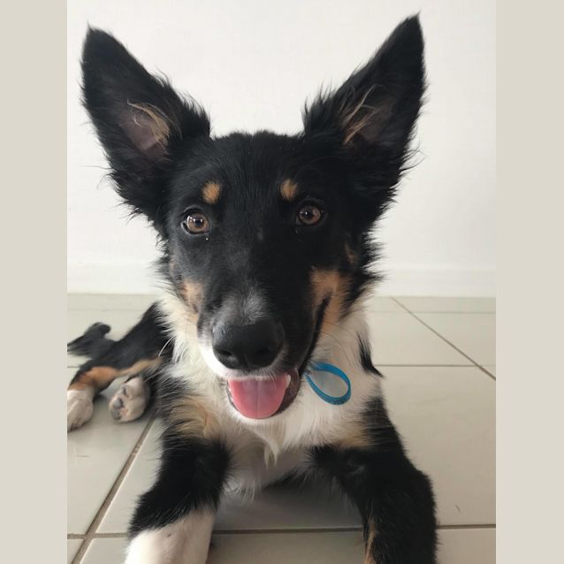 Photo of Frankie 