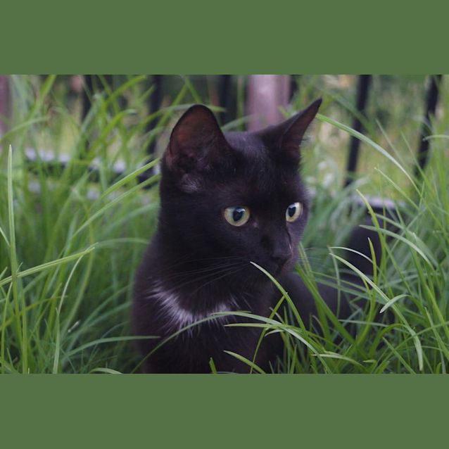 Photo of Puddy