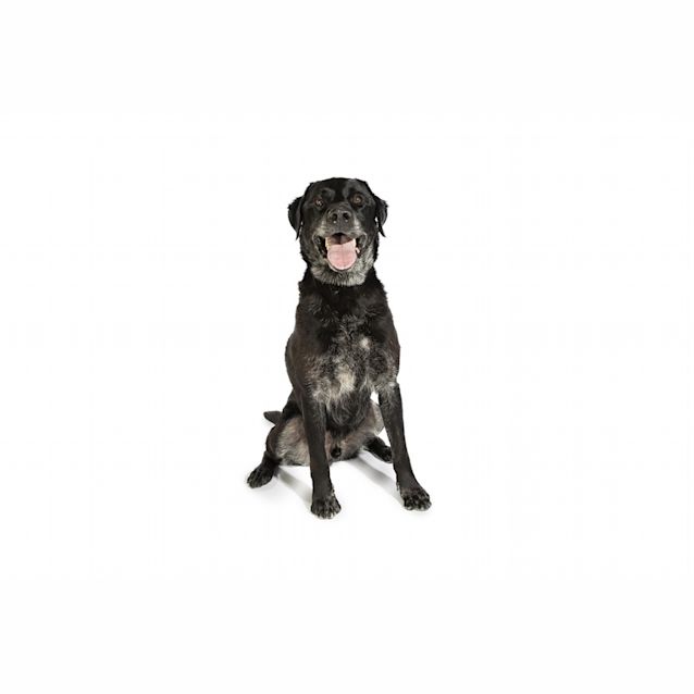 Photo of Bo