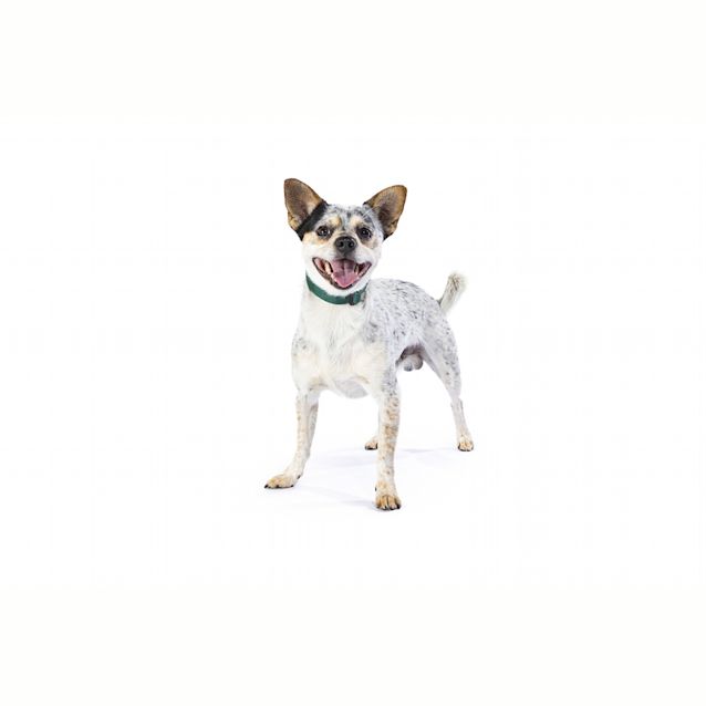 Photo of Gavin