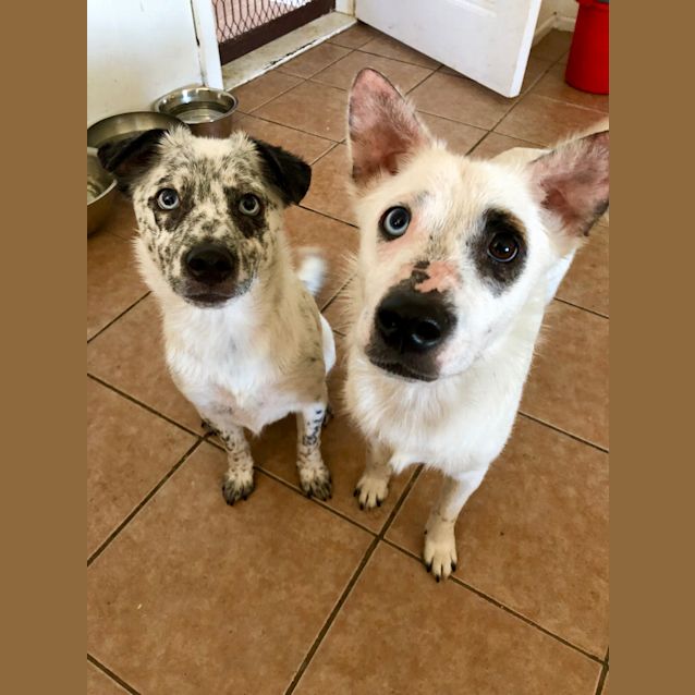 Photo of Ragnar & Rollo