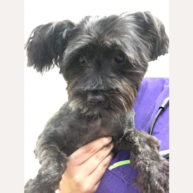 Photo of Daisy