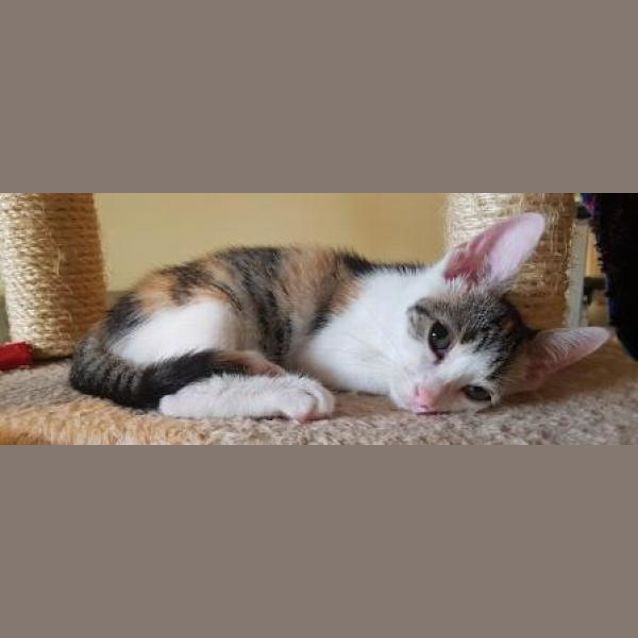Photo of Sapphire
