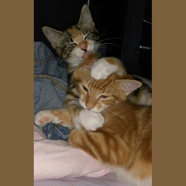 Photo of Kingsley & Evie