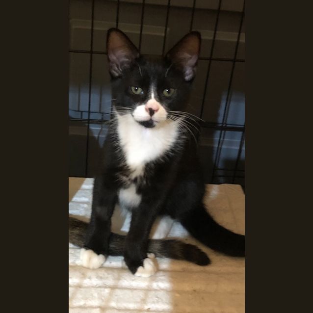Photo of Batman