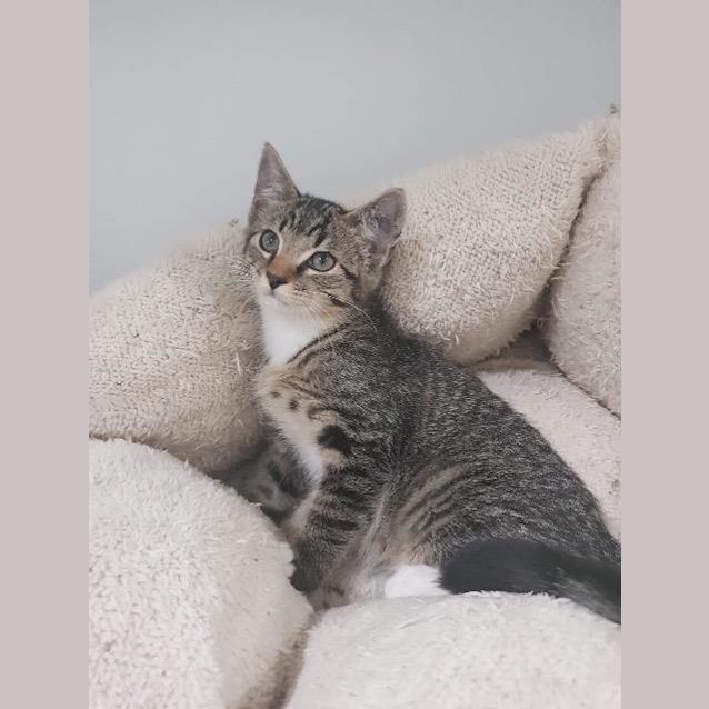Photo of Toby