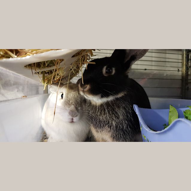 Photo of Cinnabun & Coco