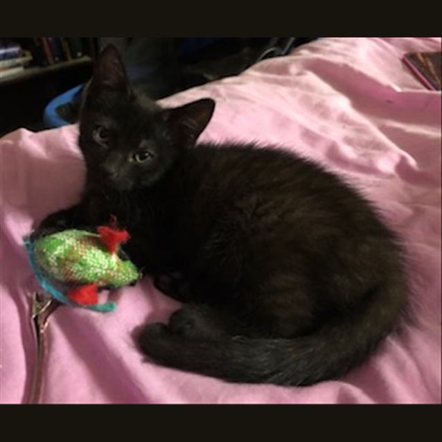 Photo of Aria